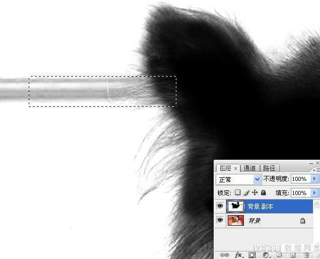 ps利用通道混合器及画笔抠出毛发较多的宠物狗16