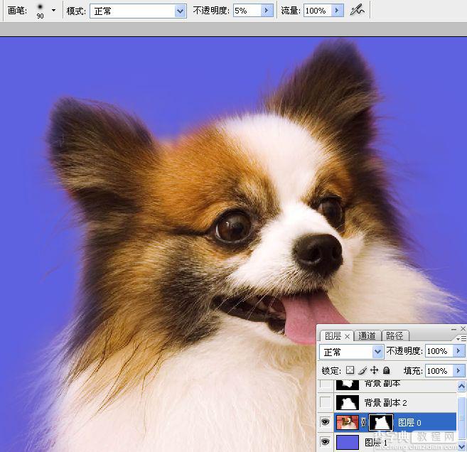 ps利用通道混合器及画笔抠出毛发较多的宠物狗43