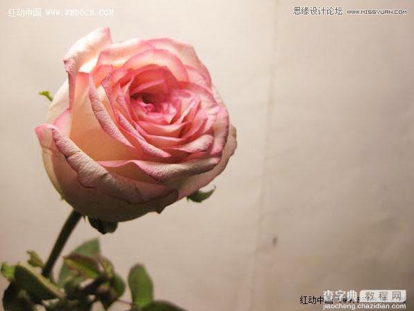 Photoshop利用Camera Raw和HDR动态渲染滤镜调出柔美清新的粉色玫瑰7