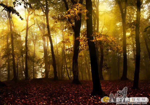 Photoshop使用HDR功能调制出阳光直射的梦幻森林场景4