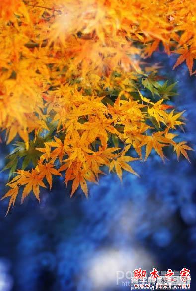 Photoshop将秋季枫叶图片打造出梦幻烟雾特效12
