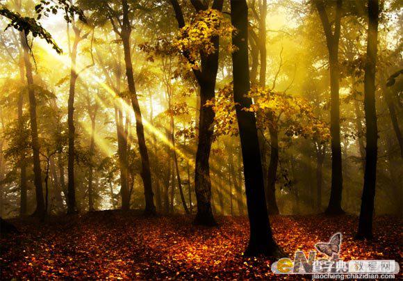 Photoshop使用HDR功能调制出阳光直射的梦幻森林场景10