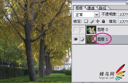 photoshop利用通道为猫咪画面选出主体13