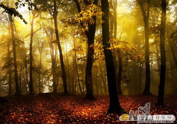 Photoshop使用HDR功能调制出阳光直射的梦幻森林场景7