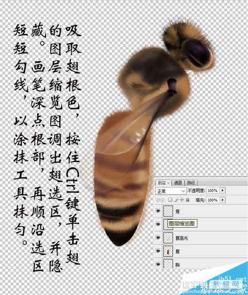 PS鼠绘一只可爱的绒绒的小蜜蜂16