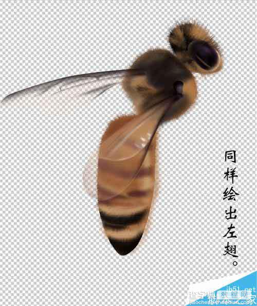 PS鼠绘一只可爱的绒绒的小蜜蜂18