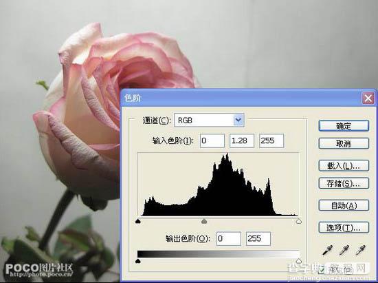 Photoshop 清晰艳丽的紫红色玫瑰花调色教程3