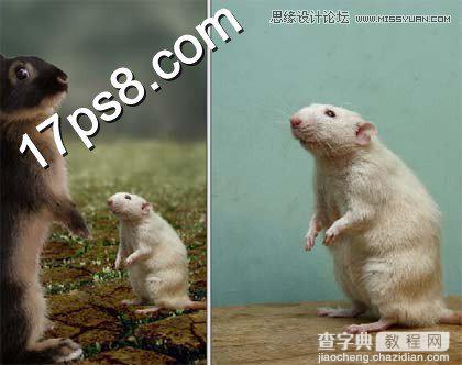 photoshop合成制作情人节小老鼠向松鼠送玫瑰花场景6