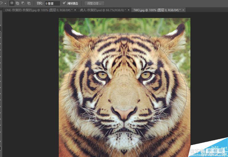 Photoshop将老虎头像和人脸完美融合在一起的效果图22
