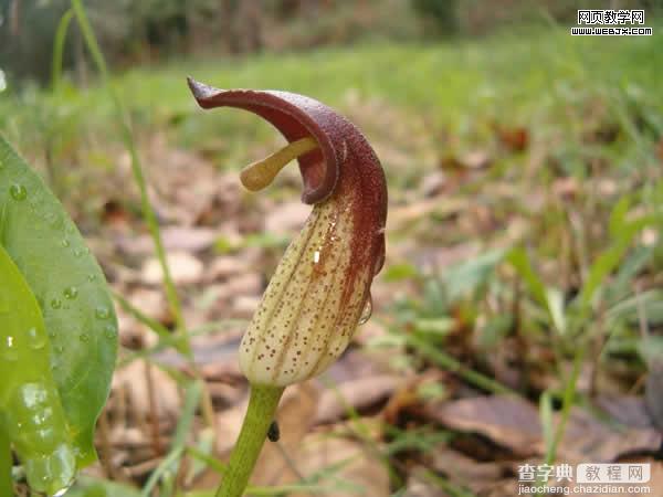 PS合成超酷的幻想花卉生物12