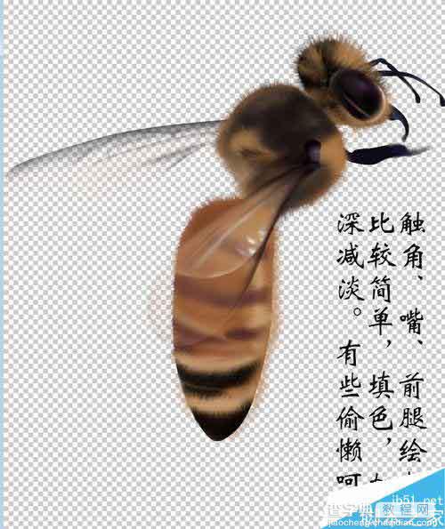 PS鼠绘一只可爱的绒绒的小蜜蜂19