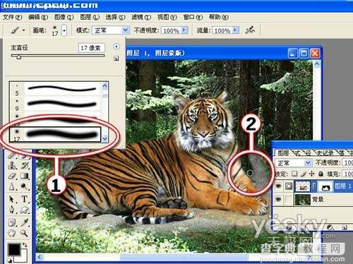 Photoshop图片合成实例:回归森林的老虎4