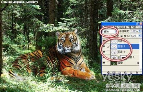 Photoshop图片合成实例:回归森林的老虎7