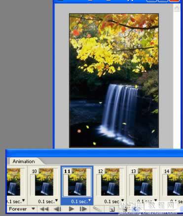 Photoshop制作秋风吹落树上的叶子动画15