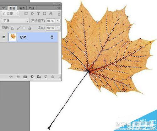 PS简单制作超漂亮的叶雕效果6