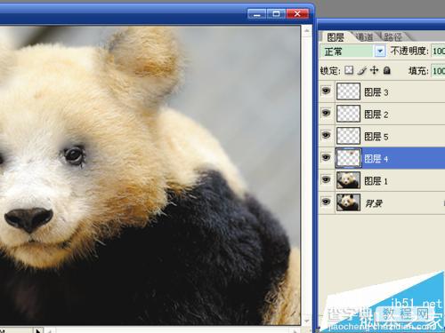 用ps将熊猫变成成一只熊8