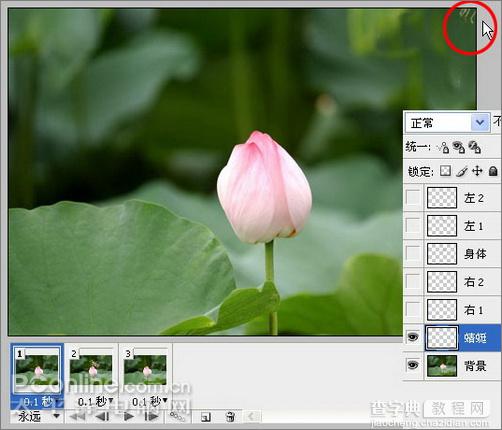 Photoshop CS3教程：蜻蜓落荷花动画20