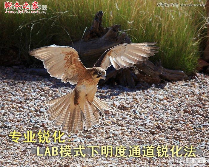 PhotoShop(PS)浅谈LAB模式下明度通道锐化方法实例教程介绍1