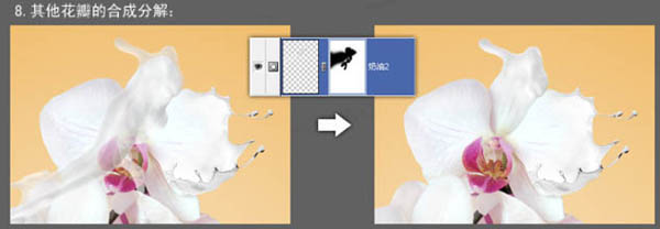 Photoshop合成牛奶泼洒出纯白色花朵的效果18