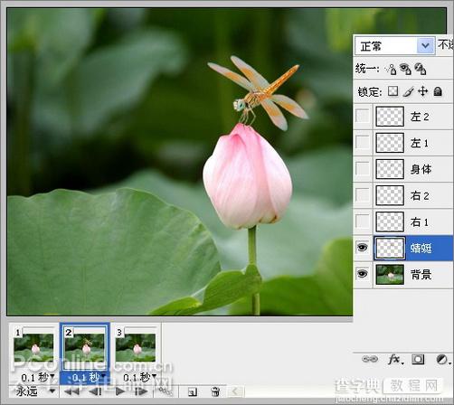 Photoshop CS3教程：蜻蜓落荷花动画21