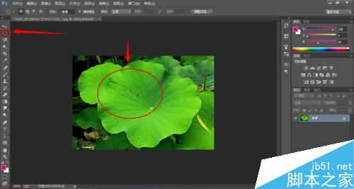 Photoshop制作荷叶上的水滴效果4