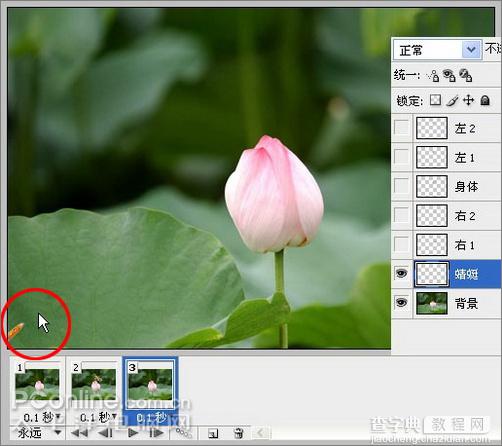 Photoshop CS3教程：蜻蜓落荷花动画22