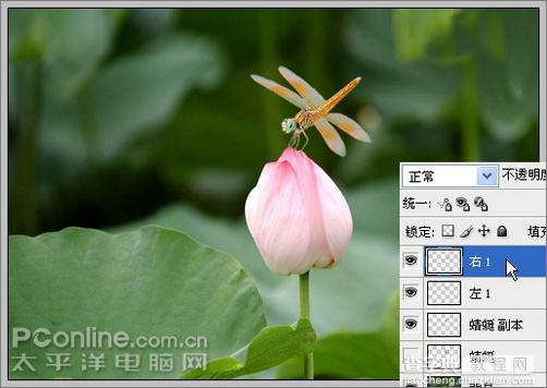 Photoshop CS3教程：蜻蜓落荷花动画13