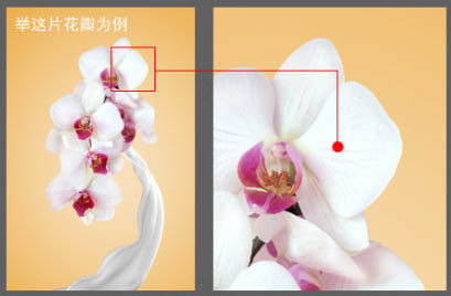 Photoshop快速给花朵加上喷溅牛奶教程11