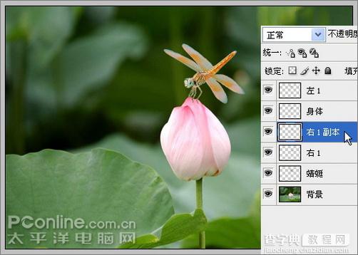 Photoshop CS3教程：蜻蜓落荷花动画15