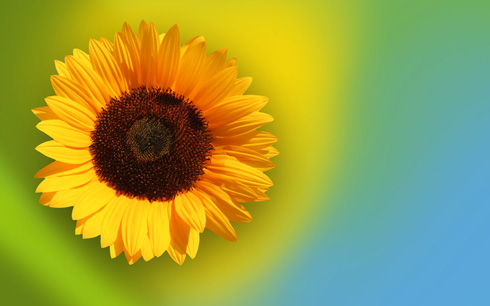 Photoshop打造简洁可爱的花朵壁纸10