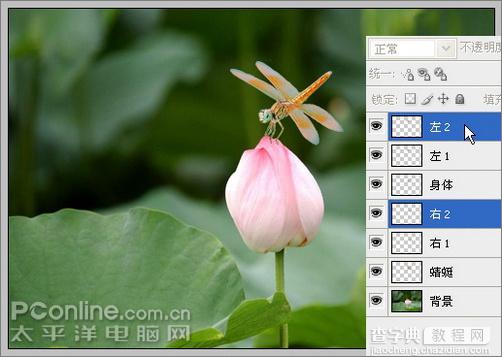 Photoshop CS3教程：蜻蜓落荷花动画16