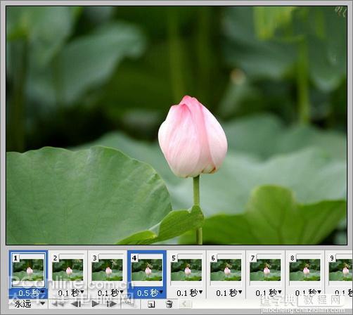 Photoshop CS3教程：蜻蜓落荷花动画28