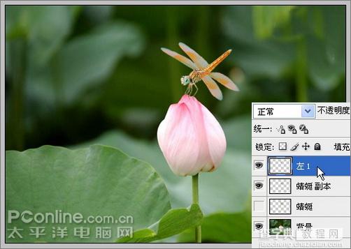 Photoshop CS3教程：蜻蜓落荷花动画11