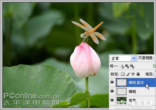 Photoshop CS3教程：蜻蜓落荷花动画8