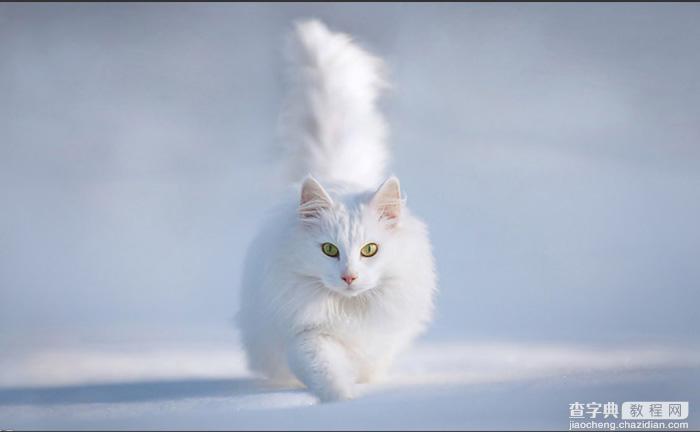 PS利用快速蒙版及调整边缘快速抠出雪地中的白猫1