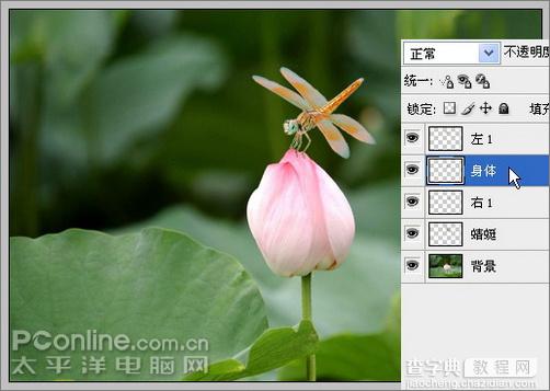 Photoshop CS3教程：蜻蜓落荷花动画14