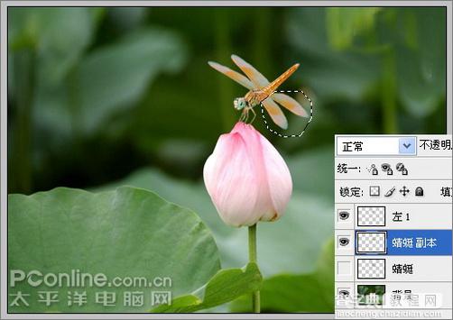 Photoshop CS3教程：蜻蜓落荷花动画12