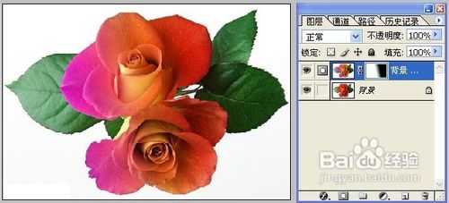 怎样用Photoshop制作彩色玫瑰14