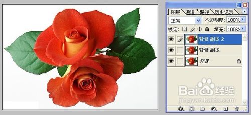 怎样用Photoshop制作彩色玫瑰1