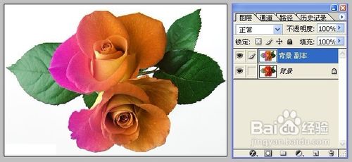 怎样用Photoshop制作彩色玫瑰12