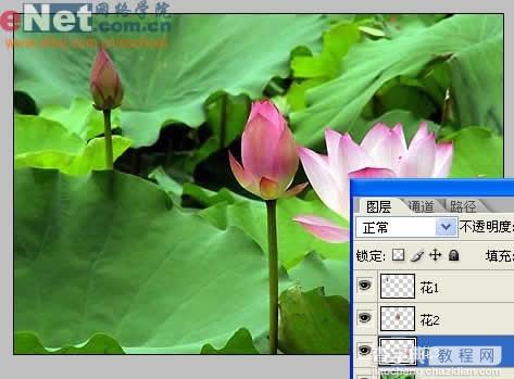 Photoshop与IR打造荷花盛开动画4